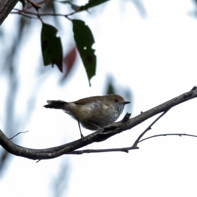 Acanthiza pusilla (Brown Thornbill) at Wingello, NSW - 23 Feb 2023 by Aussiegall