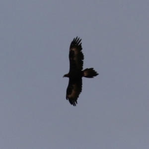 Aquila audax at Jerrabomberra, ACT - 25 Feb 2023 07:34 PM