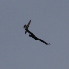 Aquila audax at Jerrabomberra, ACT - 25 Feb 2023 07:34 PM