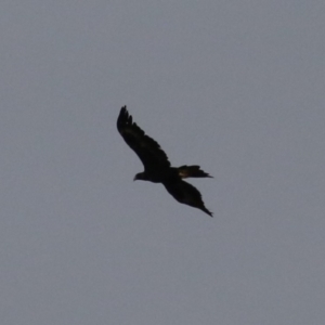 Aquila audax at Jerrabomberra, ACT - 25 Feb 2023 07:34 PM