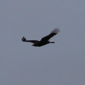 Aquila audax at Jerrabomberra, ACT - 25 Feb 2023 07:34 PM