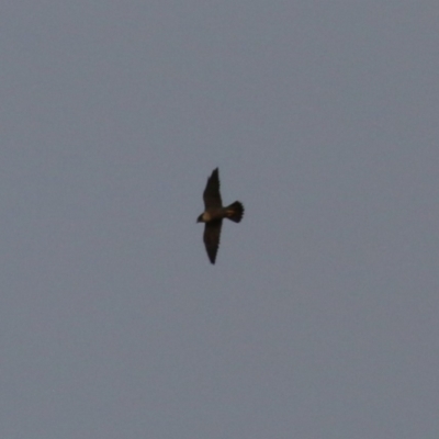 Falco peregrinus (Peregrine Falcon) at Jerrabomberra, ACT - 25 Feb 2023 by RodDeb