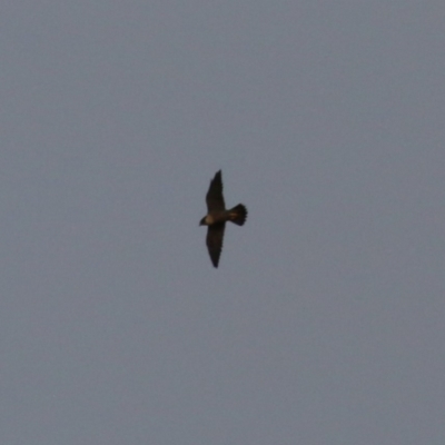 Falco peregrinus (Peregrine Falcon) at Jerrabomberra, ACT - 25 Feb 2023 by RodDeb