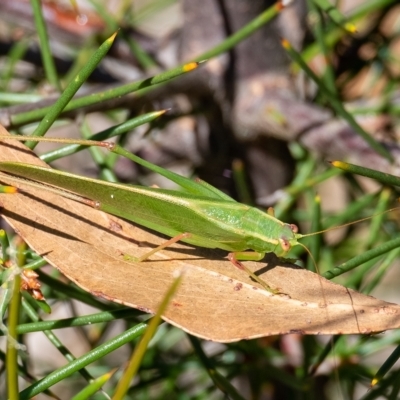 Caedicia simplex (Common Garden Katydid) at Penrose, NSW - 25 Feb 2023 by Aussiegall