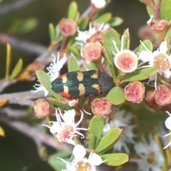 Castiarina sexplagiata at Tinderry, NSW - 23 Feb 2023