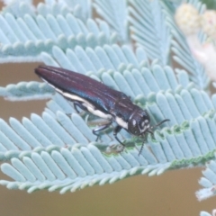 Agrilus hypoleucus (Hypoleucus jewel beetle) at The Pinnacle - 22 Feb 2023 by Harrisi