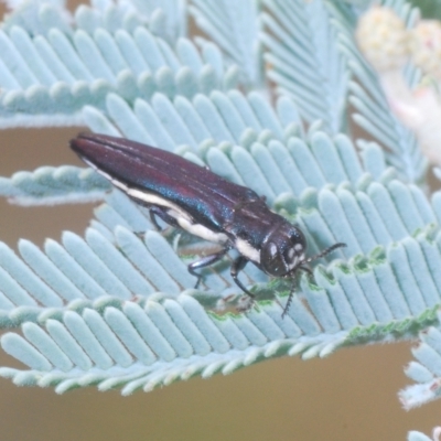 Agrilus hypoleucus (Hypoleucus jewel beetle) at The Pinnacle - 22 Feb 2023 by Harrisi
