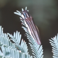 Agrilus hypoleucus at Weetangera, ACT - 22 Feb 2023