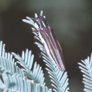 Agrilus hypoleucus at Weetangera, ACT - 22 Feb 2023