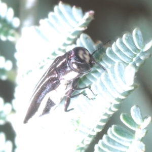 Agrilus hypoleucus at Weetangera, ACT - 22 Feb 2023