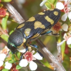 Castiarina octospilota (A Jewel Beetle) at Tinderry, NSW - 23 Feb 2023 by Harrisi