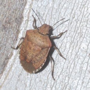 Dictyotus conspicuus at Tinderry, NSW - suppressed