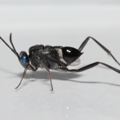 Acanthinevania sp. (genus) by TimL