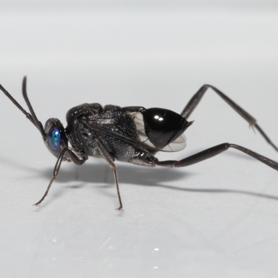 Acanthinevania sp. (genus) at  - suppressed by TimL
