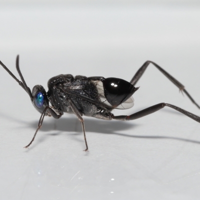 Acanthinevania sp. (genus) at Wellington Point, QLD - 21 Feb 2023 by TimL