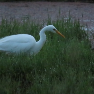 Ardea plumifera at Fyshwick, ACT - 26 Feb 2023