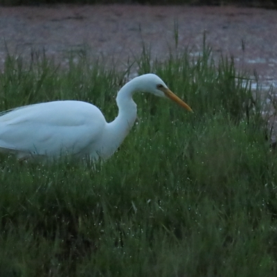 Ardea plumifera (Plumed Egret) at Fyshwick, ACT - 25 Feb 2023 by TomW