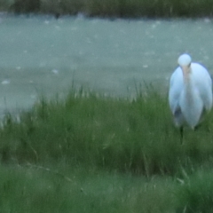 Ardea plumifera at Fyshwick, ACT - 26 Feb 2023