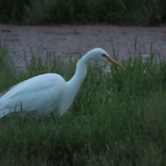 Ardea plumifera at Fyshwick, ACT - 26 Feb 2023