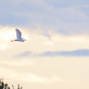 Ardea plumifera at Fyshwick, ACT - 26 Feb 2023 07:38 AM