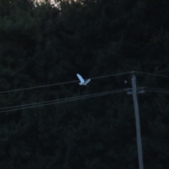 Ardea plumifera at Fyshwick, ACT - 26 Feb 2023 07:38 AM