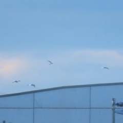 Ardea plumifera at Fyshwick, ACT - 26 Feb 2023 07:38 AM