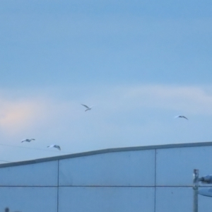 Ardea plumifera at Fyshwick, ACT - 26 Feb 2023