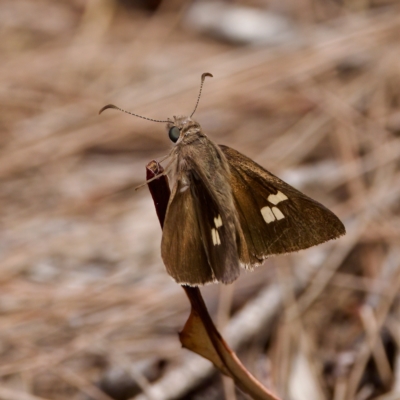 Mesodina halyzia (Eastern Iris-skipper) at St Ives, NSW - 19 Feb 2023 by KorinneM