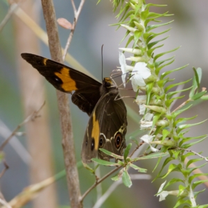 Tisiphone abeona at St Ives, NSW - 19 Feb 2023