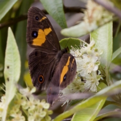 Tisiphone abeona at St Ives, NSW - 19 Feb 2023