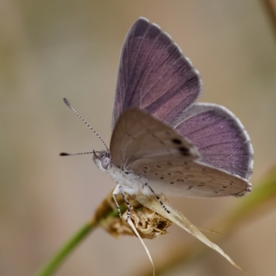 Erina hyacinthina (Varied Dusky-blue) at St Ives, NSW - 19 Feb 2023 by KorinneM