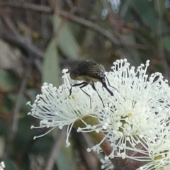 Stomorhina sp. (genus) (Snout fly) at Queanbeyan West, NSW - 25 Feb 2023 by Paul4K