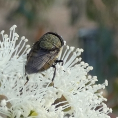 Stomorhina sp. (genus) at Queanbeyan West, NSW - 26 Feb 2023 07:11 AM