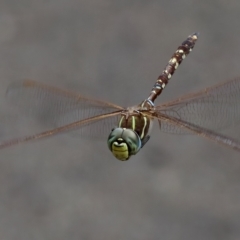 Adversaeschna brevistyla (Blue-spotted Hawker) at St Ives, NSW - 19 Feb 2023 by KorinneM