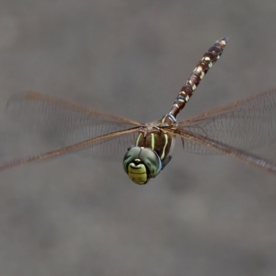 Adversaeschna brevistyla (Blue-spotted Hawker) at St Ives, NSW - 19 Feb 2023 by KorinneM