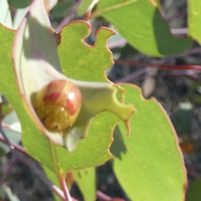 Paropsisterna fastidiosa (Eucalyptus leaf beetle) at Queanbeyan West, NSW - 26 Feb 2023 by Paul4K