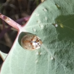 Paropsisterna m-fuscum (Eucalyptus Leaf Beetle) at Queanbeyan West, NSW - 25 Feb 2023 by Paul4K