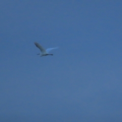 Egretta garzetta (Little Egret) at Fyshwick, ACT - 26 Feb 2023 by BenW