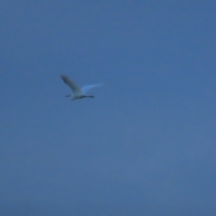 Egretta garzetta (Little Egret) at Fyshwick, ACT - 25 Feb 2023 by TomW