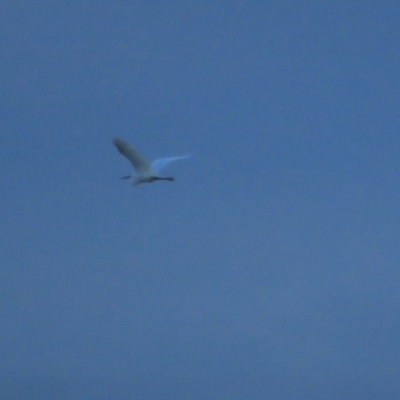 Egretta garzetta (Little Egret) at Fyshwick Sewerage Treatment Plant - 25 Feb 2023 by TomW