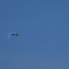 Egretta garzetta at Fyshwick, ACT - 26 Feb 2023 07:26 AM