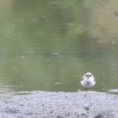 Charadrius melanops (Black-fronted Dotterel) at Molonglo Valley, ACT - 26 Feb 2023 by JimL