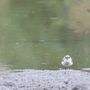 Charadrius melanops at Molonglo Valley, ACT - 26 Feb 2023 08:53 AM