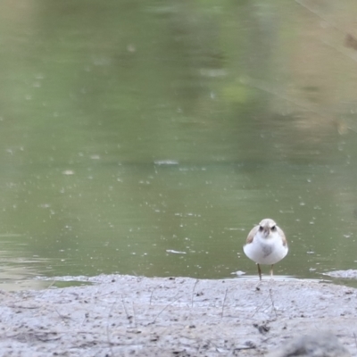 Charadrius melanops (Black-fronted Dotterel) at Molonglo River Reserve - 25 Feb 2023 by JimL