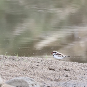 Charadrius melanops at Molonglo Valley, ACT - 26 Feb 2023 08:53 AM