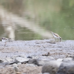 Charadrius melanops at Molonglo Valley, ACT - 26 Feb 2023 08:53 AM