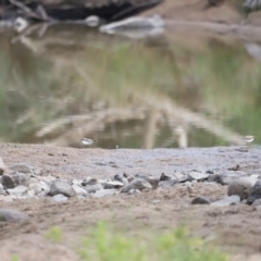 Charadrius melanops at Molonglo Valley, ACT - 26 Feb 2023 08:53 AM