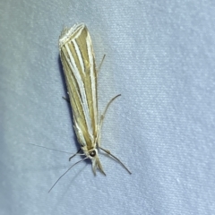 Hednota species near grammellus (Pyralid or snout moth) at Jerrabomberra, NSW - 18 Feb 2023 by Steve_Bok