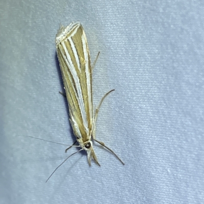 Hednota species near grammellus (Pyralid or snout moth) at Jerrabomberra, NSW - 18 Feb 2023 by SteveBorkowskis