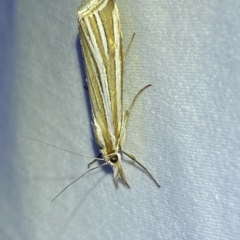 Hednota species near grammellus at Jerrabomberra, NSW - suppressed